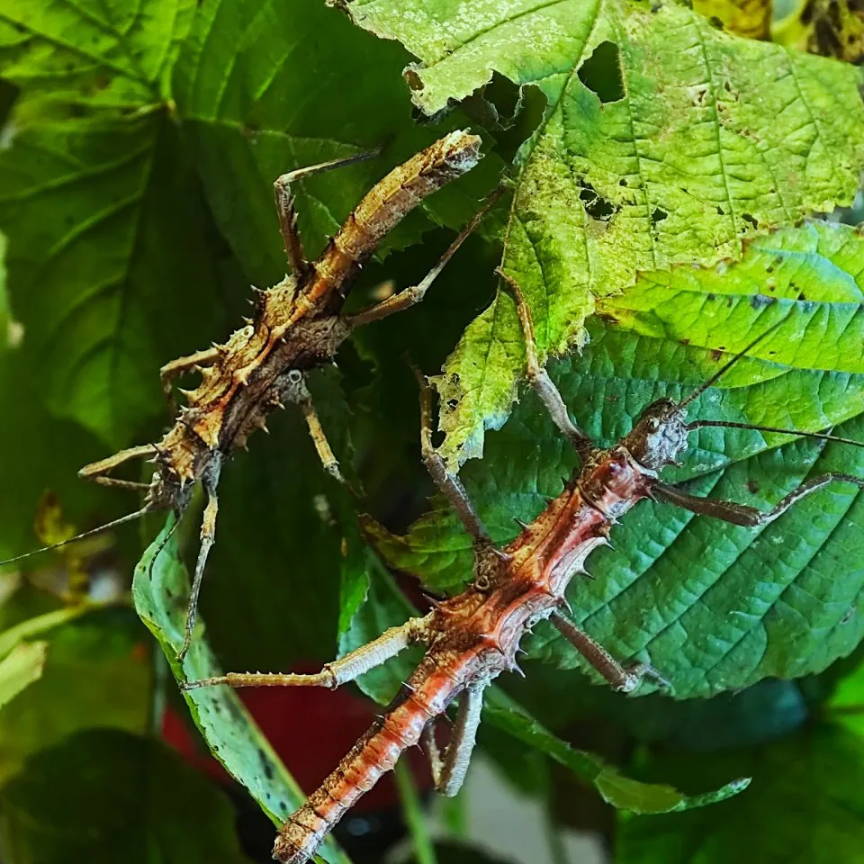 Diverse Phasmiden abzugeben