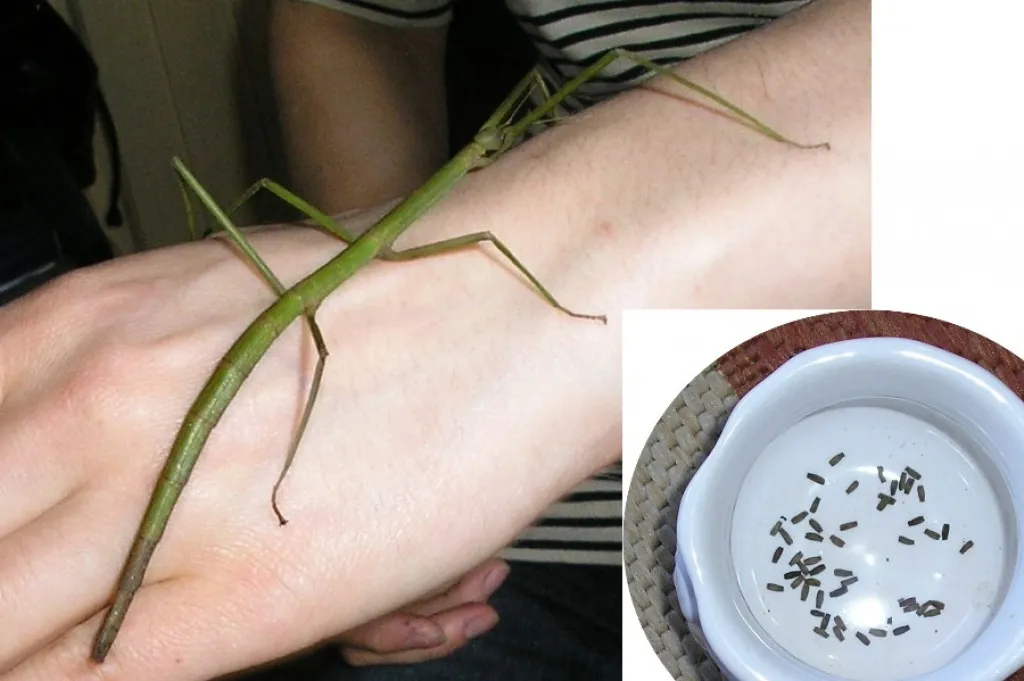 Ramulus artemis & Extatosoma tiaratum zu verkaufen