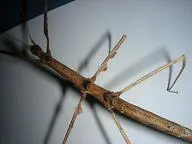 parapachymorpha zomproi