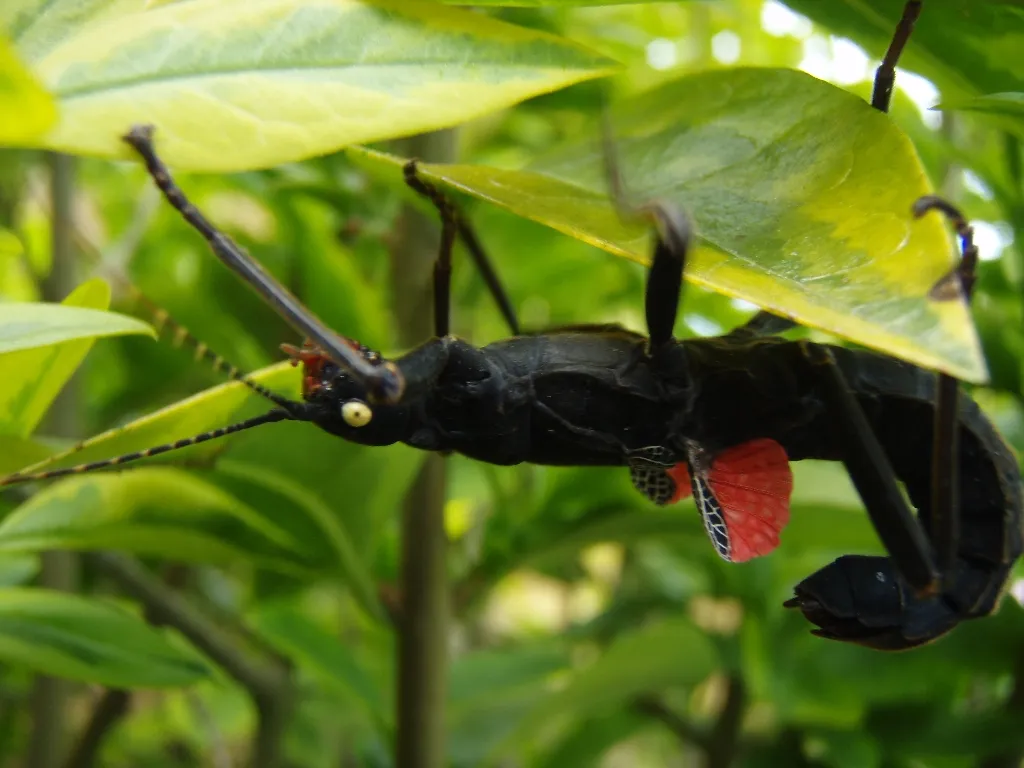 BITE Peruphasma schultei