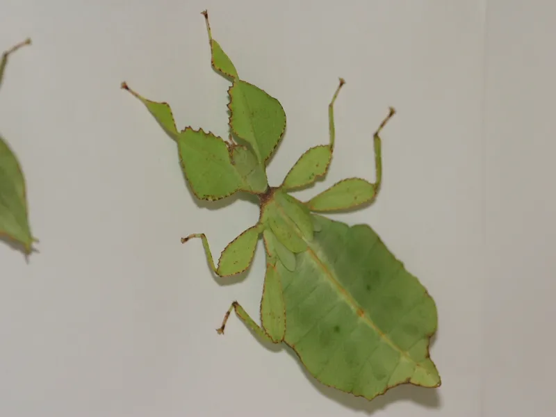 Phyllium siccifolium Eier  Wandelnd Blätter
