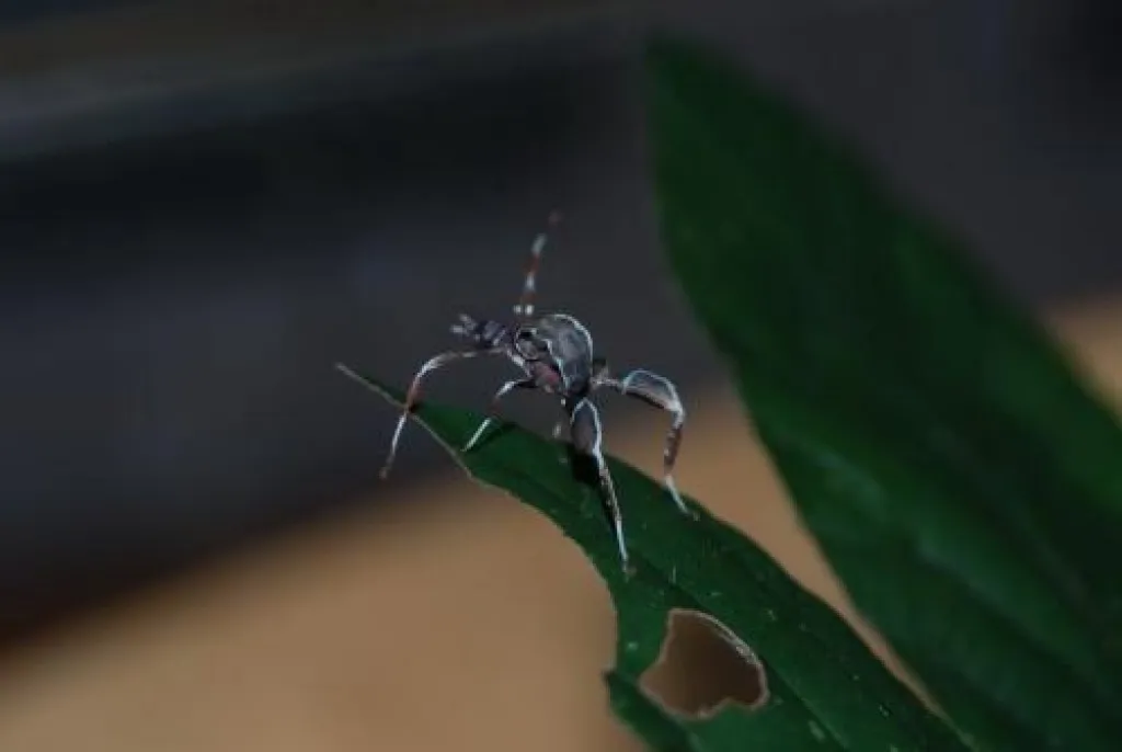 phasmiden u. eine vogelspinne