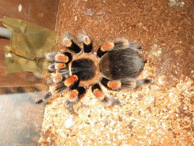 Top Brachypelma annitha Weibchen