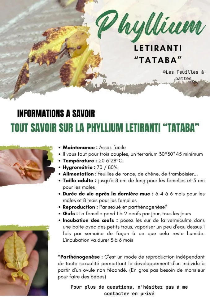 Phyllium Letiranti Eir x10