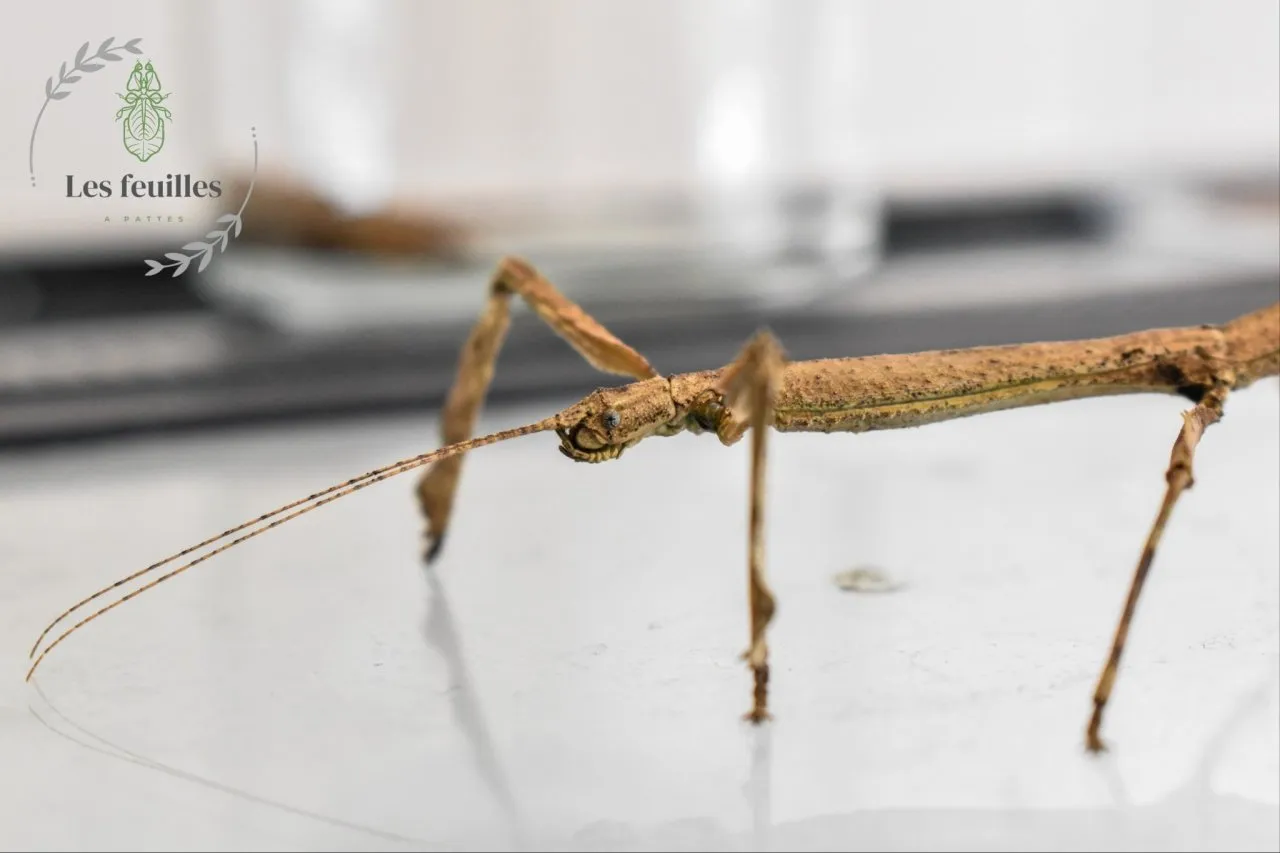 Hermagoras Cultratolobatus Eir (x30)
