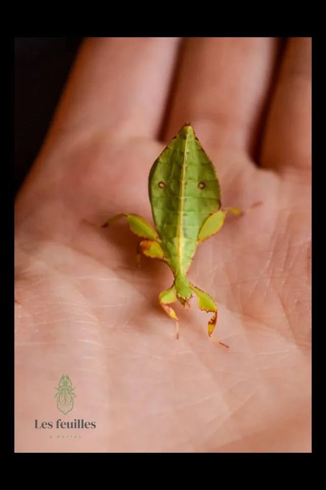 Phyllium Letiranti "Tataba" Eir (x100)
